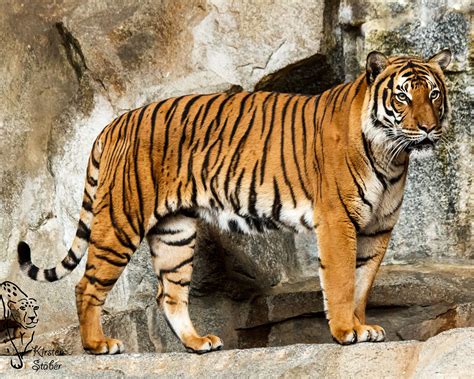 indochinesischer tiger
